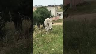 Mucca Music - cows with bells in Italy