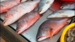 goa fishing | fishing at carry beidge | #goafishing #barramundi | barramund fishing in goa