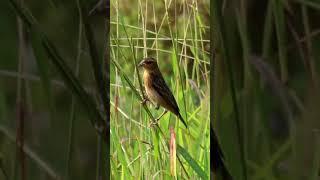 Baya weaver #bayaweaver #birdwatching_by_ranjit #birds #birding #Indianbirds #wildlife