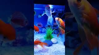 Fish is eating food.#fishlover