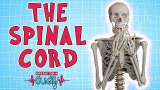 Operation Ouch - The Spinal Cord | Biology for Kids