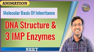 Structure of DNA  and 3 important enzymes