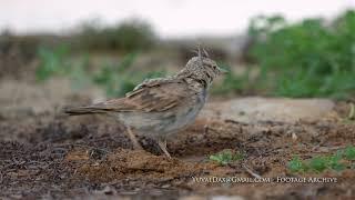 Crested lark / עפרוני מצויץ