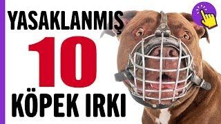 Yasaklanmış 10 köpek ırkı | Hayvanlar Alemi | Aklında olsun