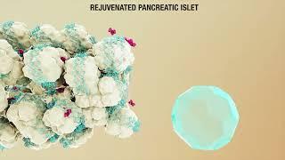 Regenerate insulin in pancreatic stem cells | Baker Institute