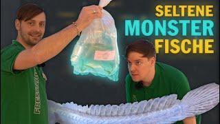 Fisch Unboxing: Jede Menge Monster Fische für euer Aquarium