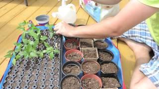 Thansplanting Plumeria Seedlings