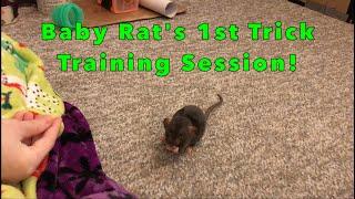 Baby Rat's First Trick Training Session!