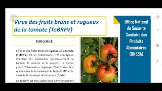 Virus des fruits bruns et rugueux  de la tomate (ToBRFV أخطر فيروس يصيب الطماطم جديد في اامغرب