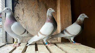 My Extreme Long Distance Racing Pigeons!! Flying Males!