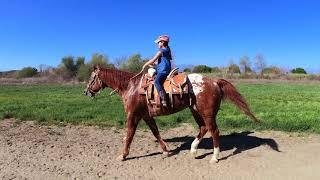 Cuadra C. de Compton gano otra vescaballo horse