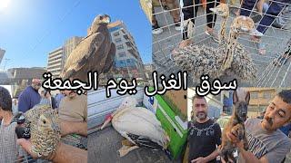 سوق الغزل يوم الجمعة انواع الحيوانات والطيور مخلوقات اول مره تشوفوها  % 2024/9/13