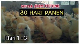 Hari 1-3 ternak AYAM POTONG broiler. 30 hari PANEN.!! (part 1)