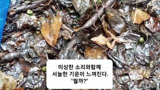 어쩌다 반려산 일기 (밤, 다래, 뱀)