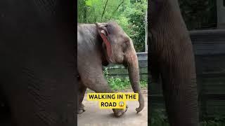 WILD ELEPHANTS IN THAILAND  #thailand #elephant #wildlife #adventure #vlogger #vlog #blogger