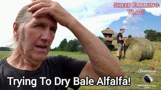 Trying To Make Dry Alfalfa Hay! It's Not Easy!