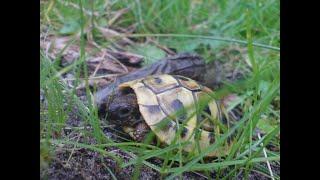 Griechische Landschildkröten artgerecht pflegen