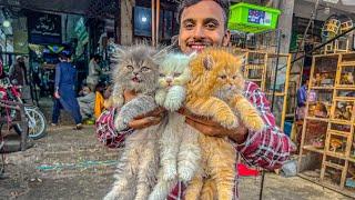 Persian cat price in Lahore - Triple Coat Punch Face Cats - Tollintion Market Lahore - Cat Market ||