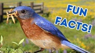 Discover Eastern Bluebirds: Secrets and Surprises Revealed!