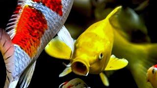 Lucky ornamental fish - 5 types of hockey-carrying fish