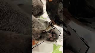 Bubbles the cat paws and claws. Russian Blue.
