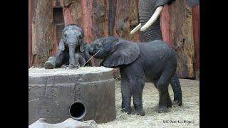 look what a trick I can do on the concrete barrel that holds the hay