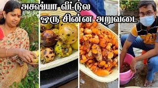 மாடி தோட்டம் அறுவடை | Turmeric harvest  | Maadi thottam | Turmeric plant | Roof garden harvest