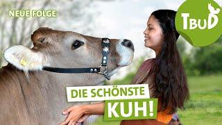 Das Kuhduell (Folge 128) | Tiere bis unters Dach | SWR Plus