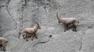 Group of Alpine ibex climbing cliff face