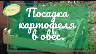 Посадка картофеля в овёс без перекопки. Кольцова Ирина