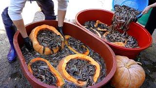 Amazing! Spicy fish stew(loach soup) made with loach that ate pumpkin. 'Chueotang'/KoreanStreetFood