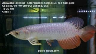 Arowana red tail gold - Scleropages formosus - in stock Petra-Aqua - summer 2017