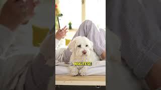 Maltese: "5 Interesting Facts About Maltese Dogs!