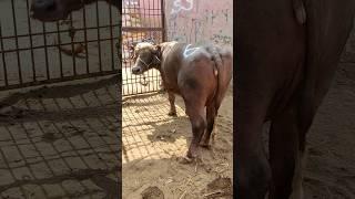 Buffalos Abschlussphase #shorts #cow