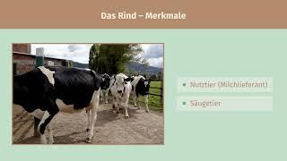 Das Rind – ein Wiederkäuer einfach erklärt | sofatutor