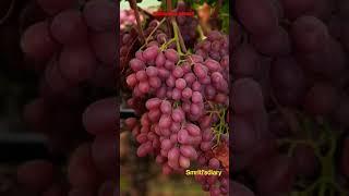 #viralvideo #fruit #trending #viralfruits #enjoybeautifulnature  #shorts #viralshorts