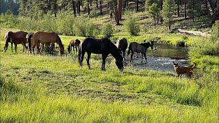 LIVE by the river - Weds morning camp with the horses