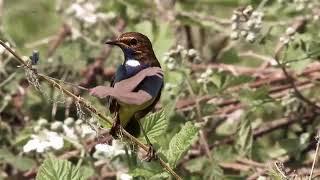 Birds with arms /curlykidlife