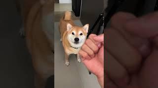 Owner Gives Shiba Knuckle Sandwich (GRAPHIC)