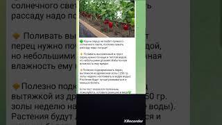  ВЫСАЖИВАЕМ РАССАДУ ПЕРЦА ПРАВИЛЬНО