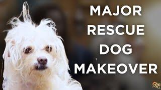 Rescue Dog Makeover | Rescue Revamp Episode 1