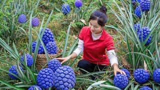 Harvesting Giant Pineapples - Goes  the Market to Sell | Fresh Fruits and Vegetables | Daily Life