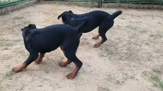 Rottweiler semi adult female ready for new home....