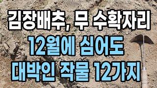 12월에 심어도 대박인 작물 12가지 김장배추, 무우 수확자리 심어보세요