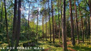 Relaxing Swedish Forest Walk - 1 Hour - Ft. a Surprise Deer Encounter - スウェーデンの森の散歩 - 4K HDR Slow TV