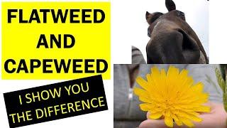 FLATWEED & CAPEWEED - What is the difference? I explain and my horse helps me weed the paddock!