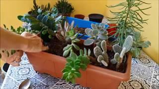 PLANTANDO CACTOS E SUCULENTAS NUMA FLOREIRA A PEDIDO DE INSCRITO