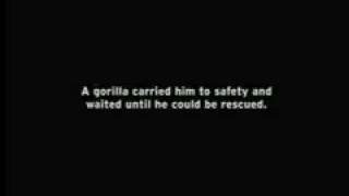 Gorilla