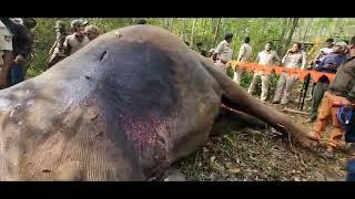 Dasara elephant Arjuna dead on 4/12/2023