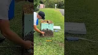 kind man rescued bees from trash bin